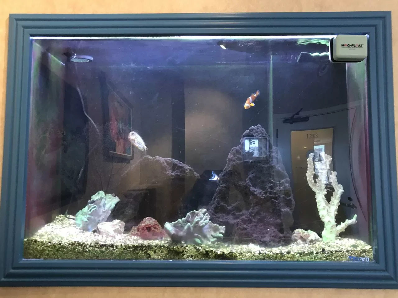 Saltwater aquarium in the Sutter Dental waiting area